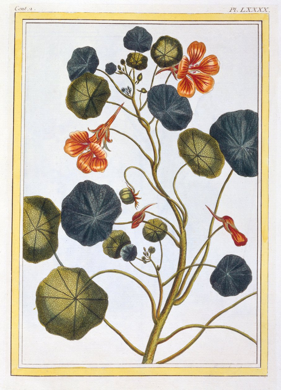 The Nasturtium by Pierre Joseph Buchoz