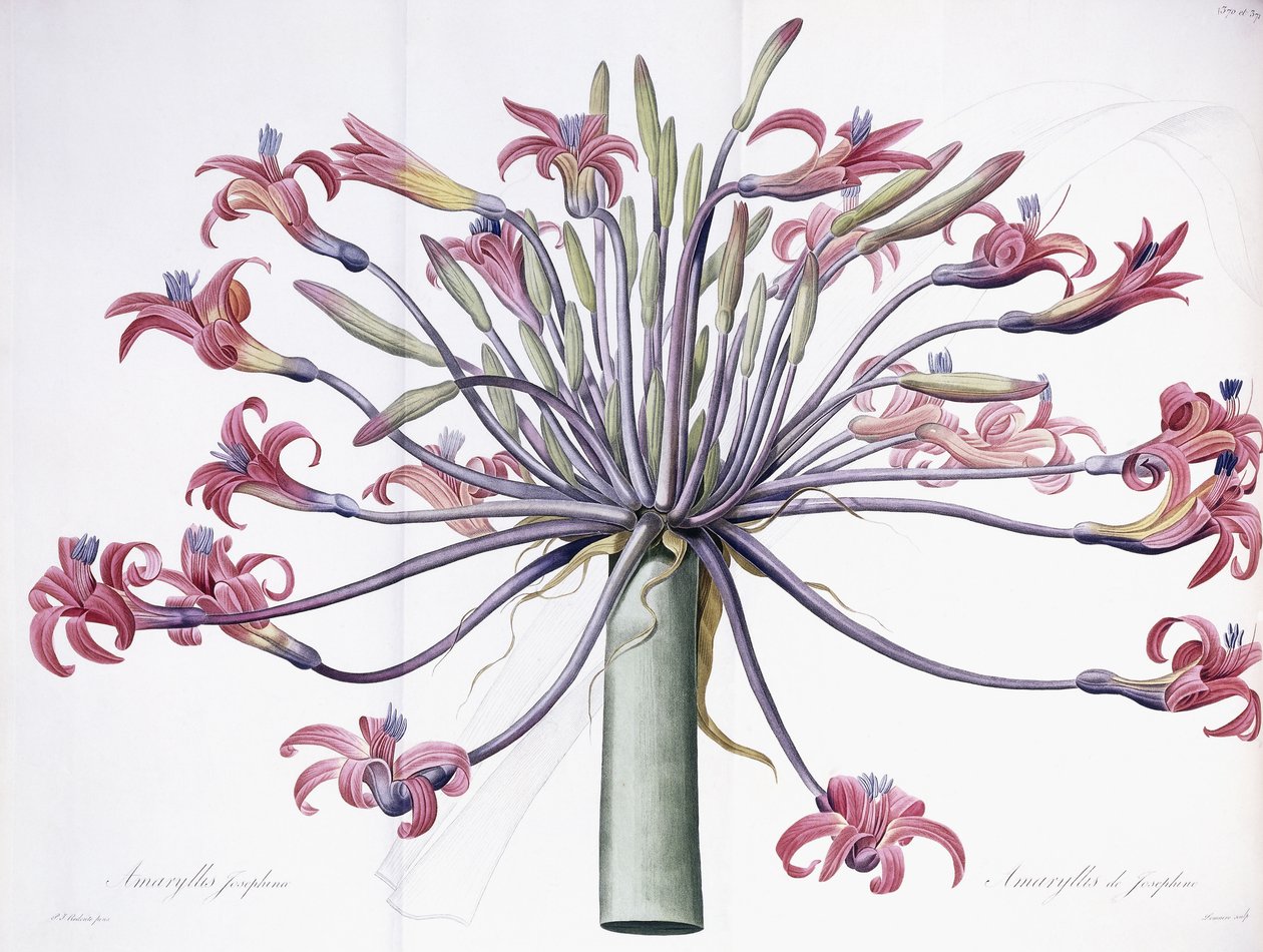 Amaryllis Josephina by Pierre Joseph Redouté
