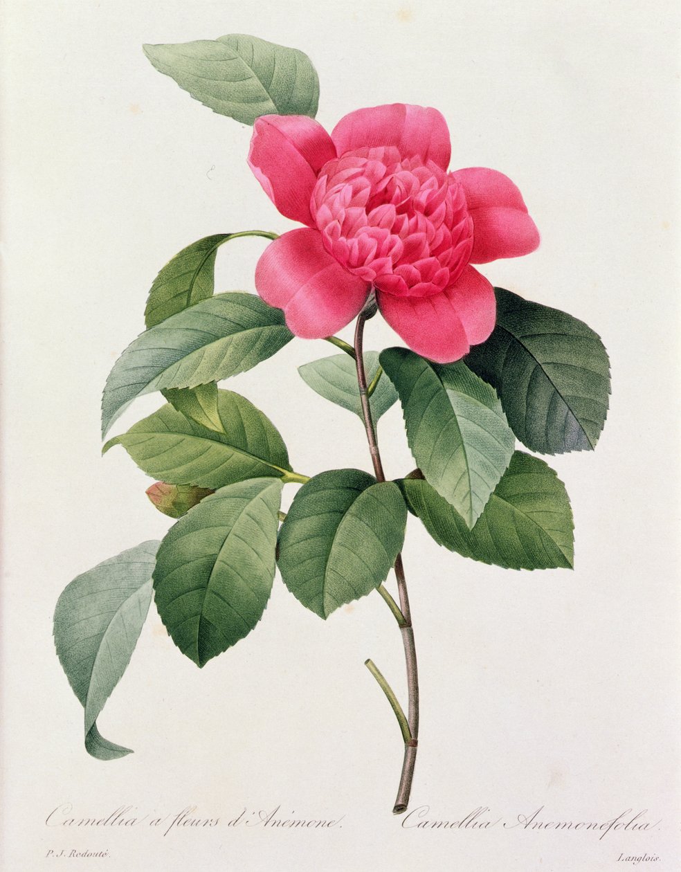 Camellia Anemonefolia by Pierre Joseph Redouté