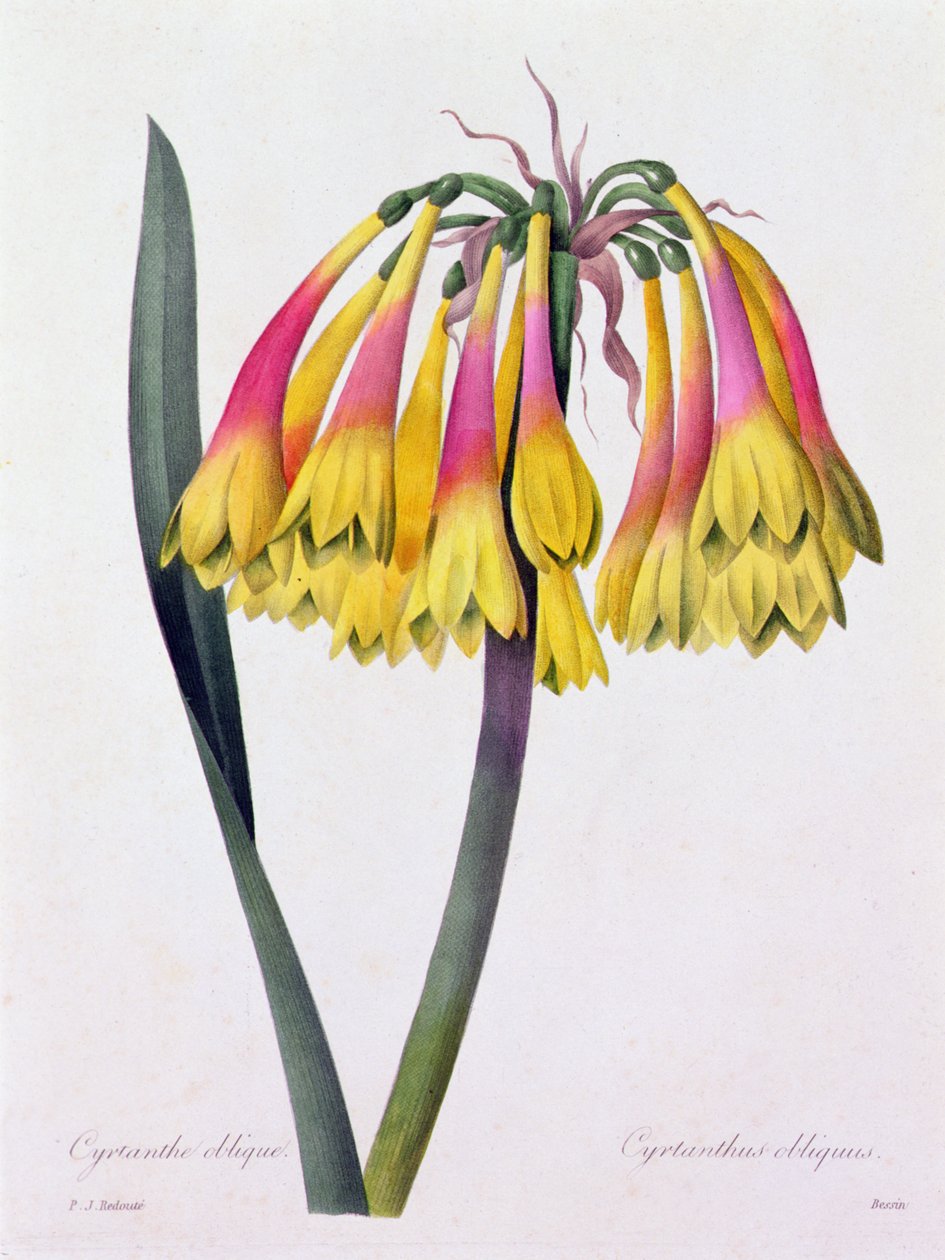 Cyrtanthus Obliquus by Pierre Joseph Redouté