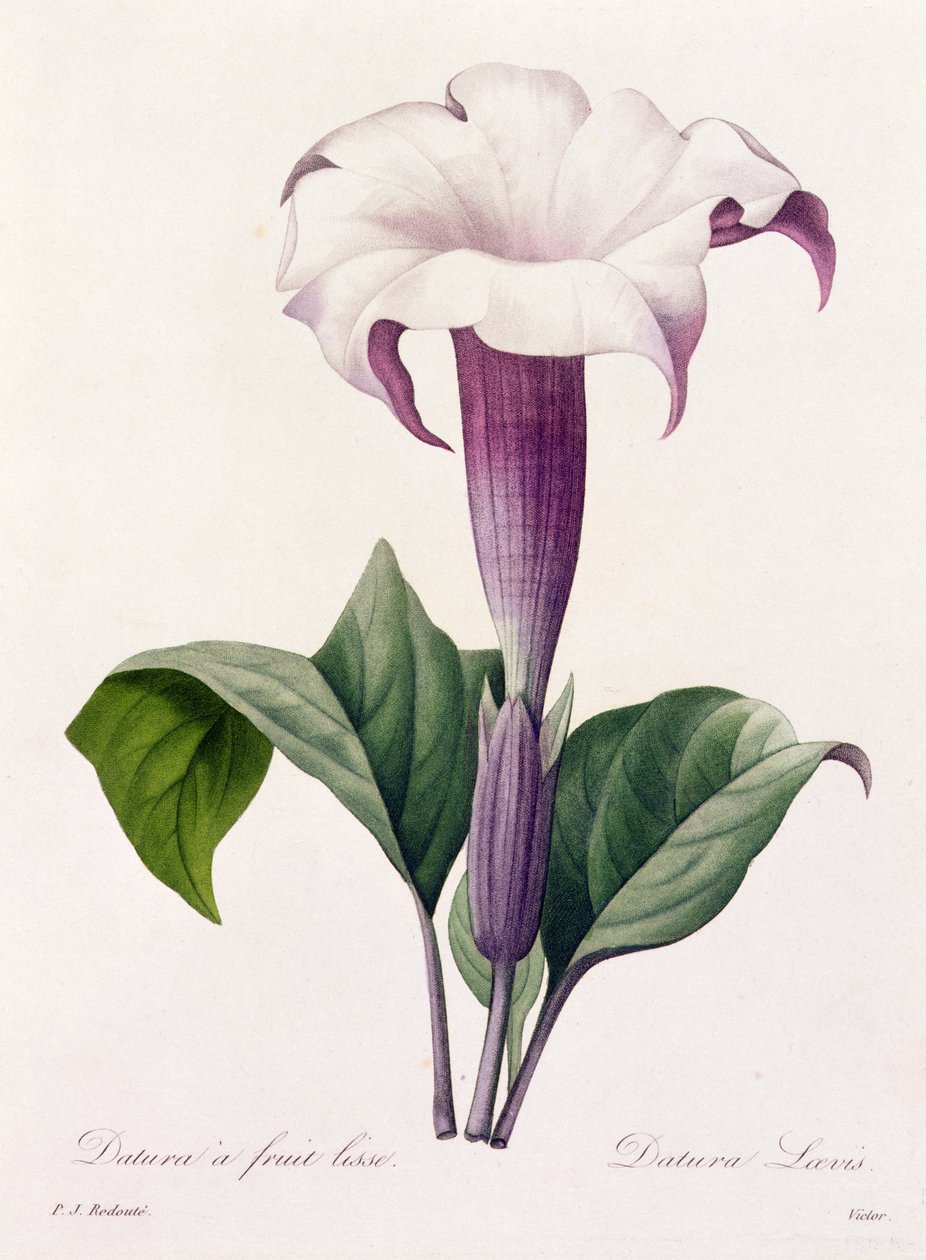 Dature Laevis by Pierre Joseph Redouté