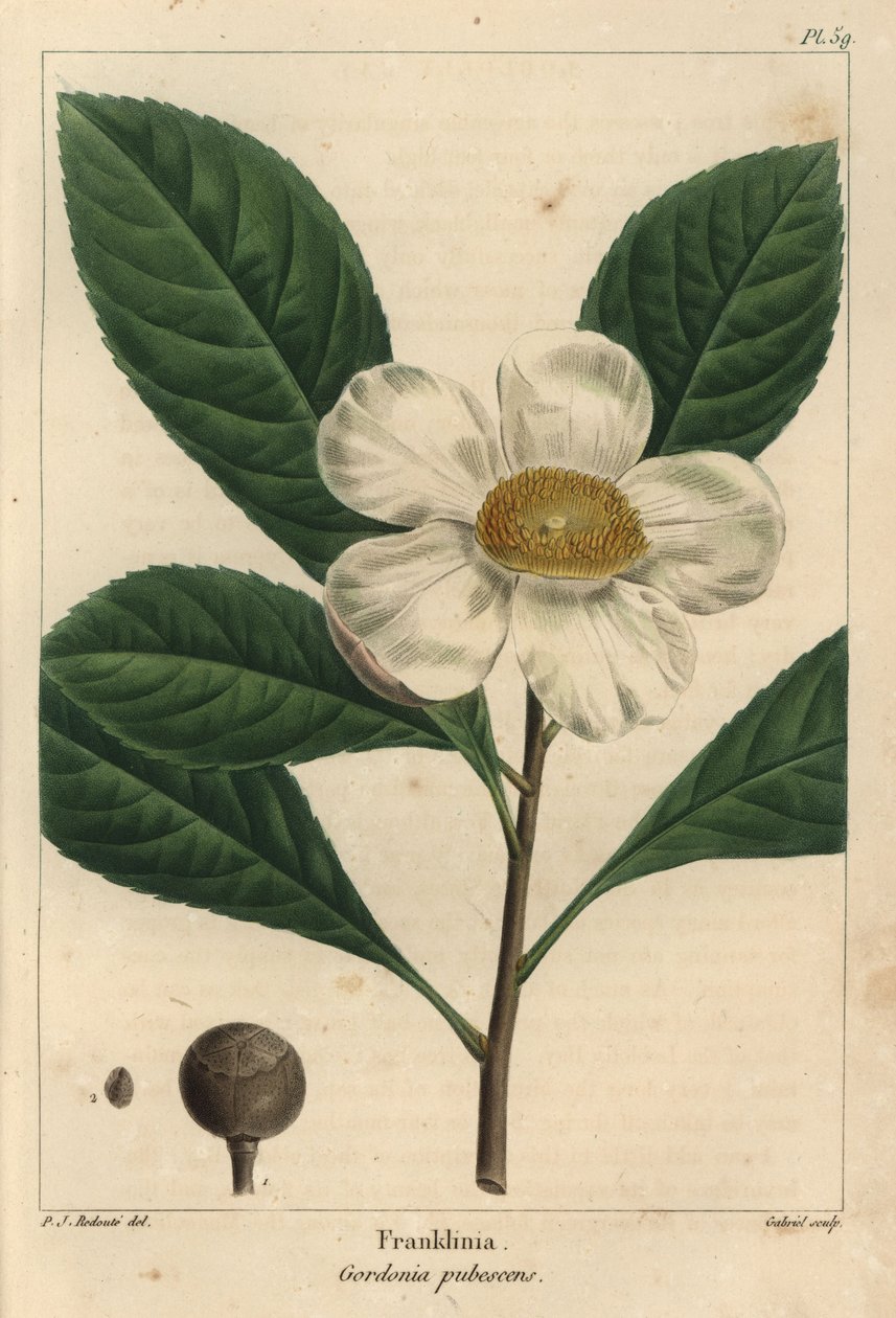 Franklinia tree, Gordonia pubescens (engraving) by Pierre Joseph Redouté