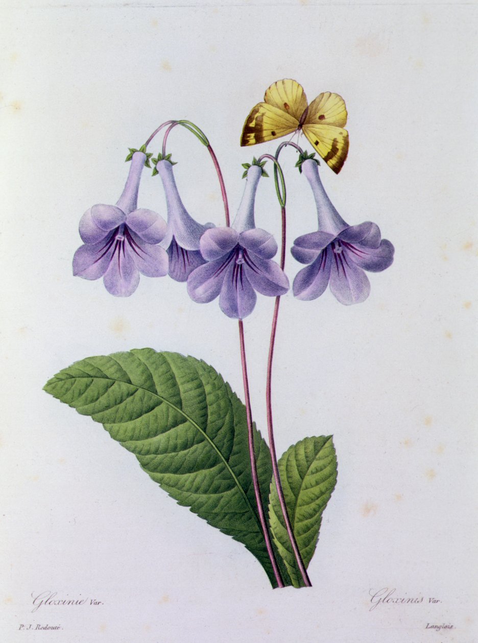 Gloxinia by Pierre Joseph Redouté