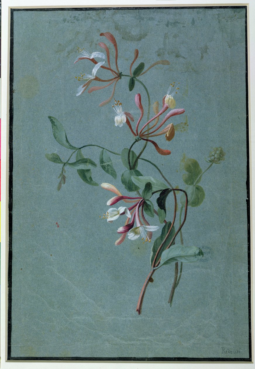 Honeysuckle by Pierre Joseph Redouté