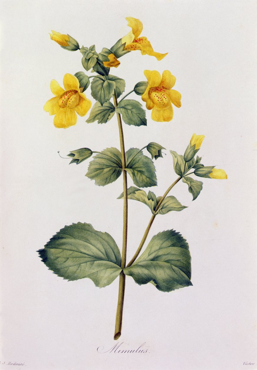 Mimulus by Pierre Joseph Redouté