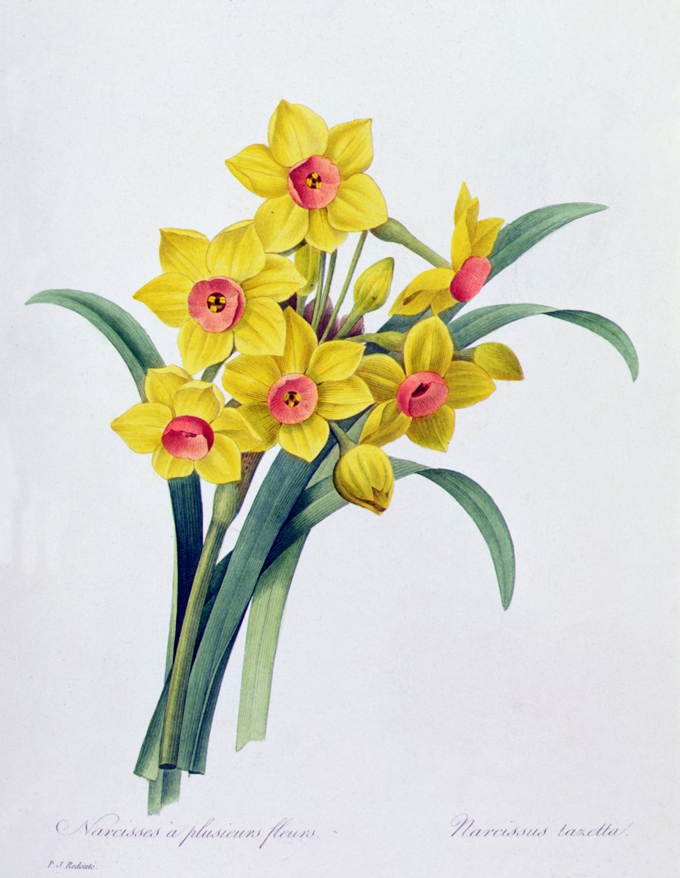 Narcissus Tazetta by Pierre Joseph Redouté