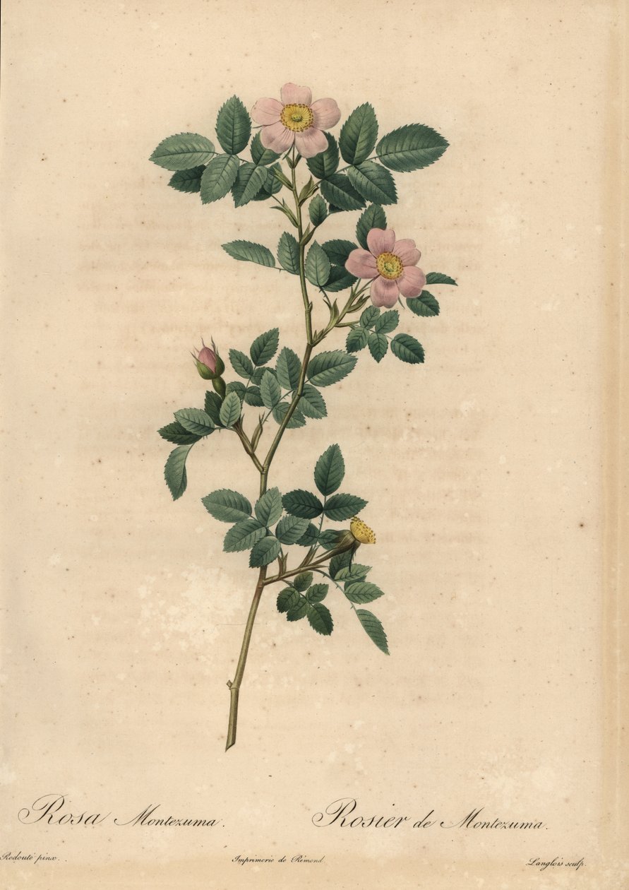 Pink rose, Rosa montezuma by Pierre Joseph Redouté