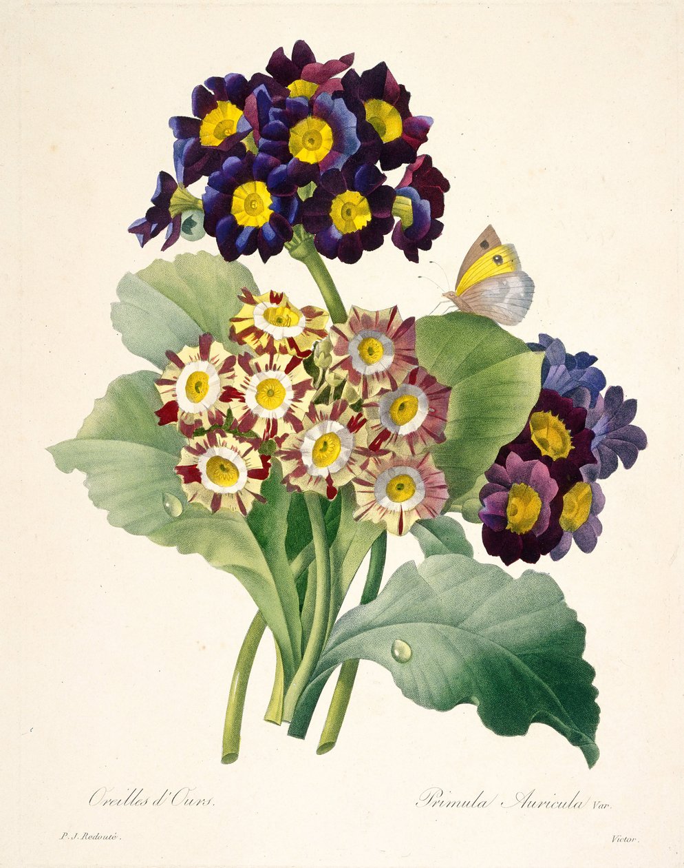 Primula Auricula Primroses by Pierre Joseph Redouté
