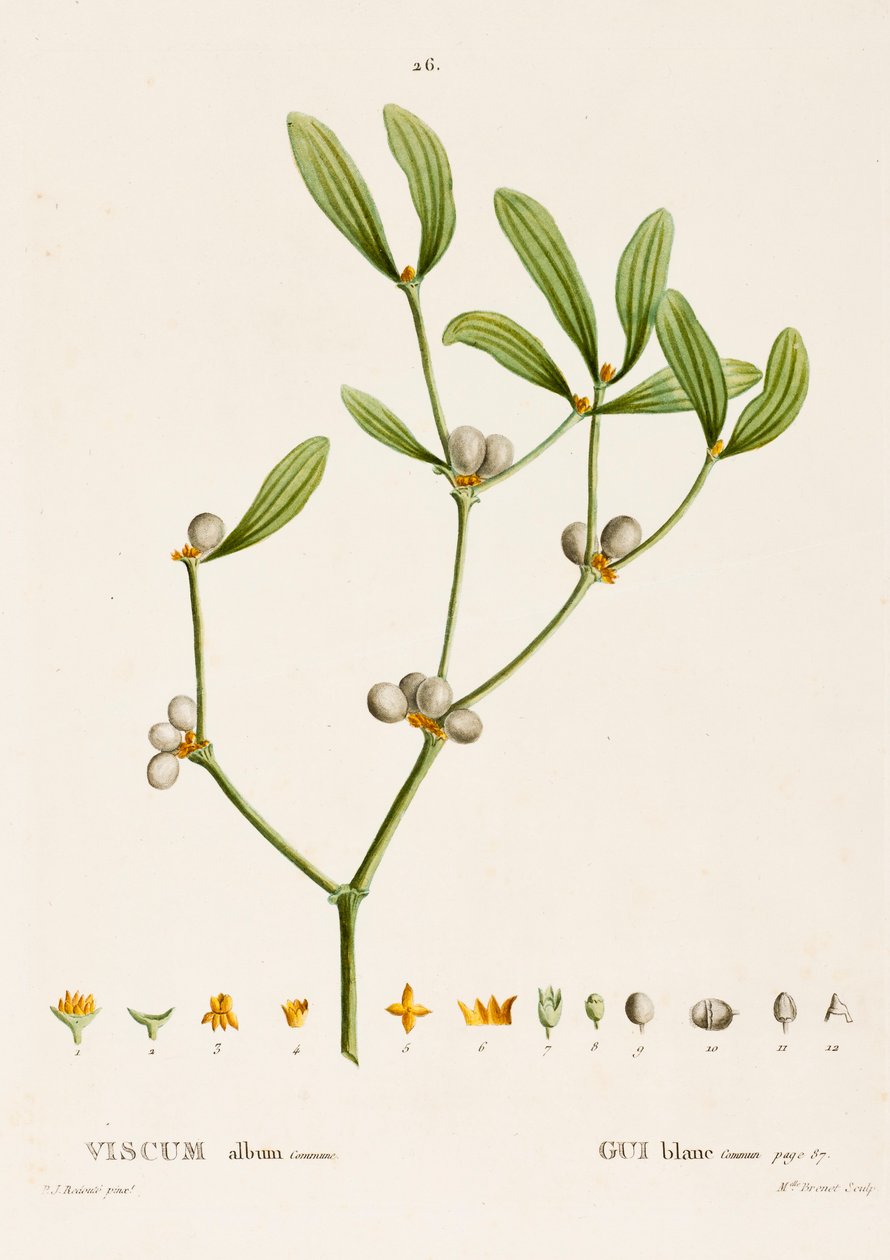 Mistletoe by Pierre Joseph Redouté