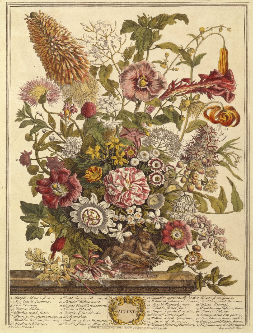 August, from Twelve Months of Flowers by Robert Furber, engraved by Henry Fletcher by Pieter after Casteels