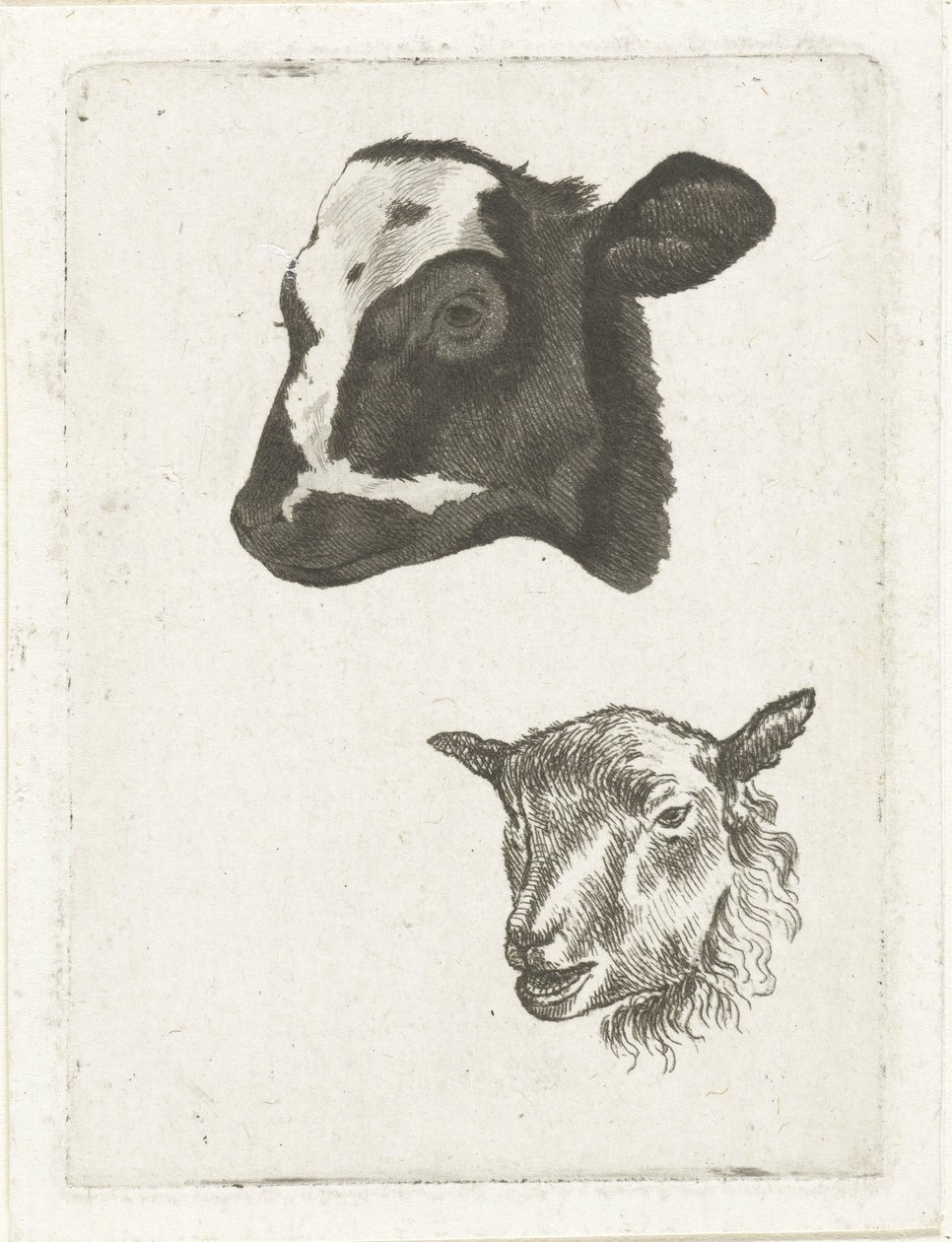Head of a Black-Spotted Calf and Sheep by Pieter Barbiers (IV)
