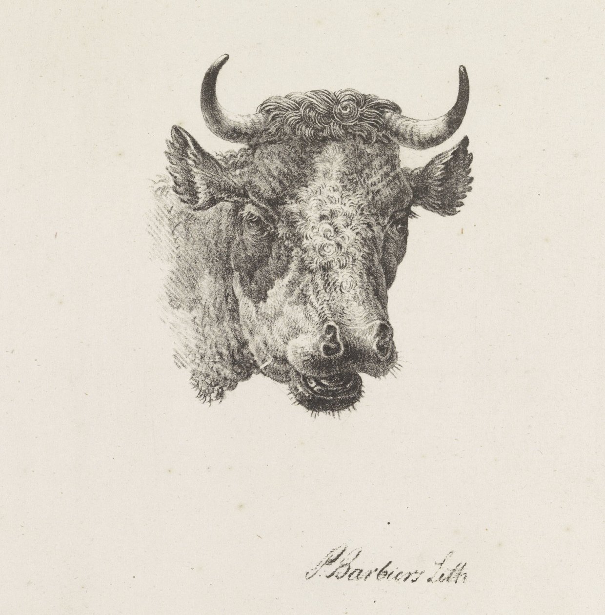 Bull