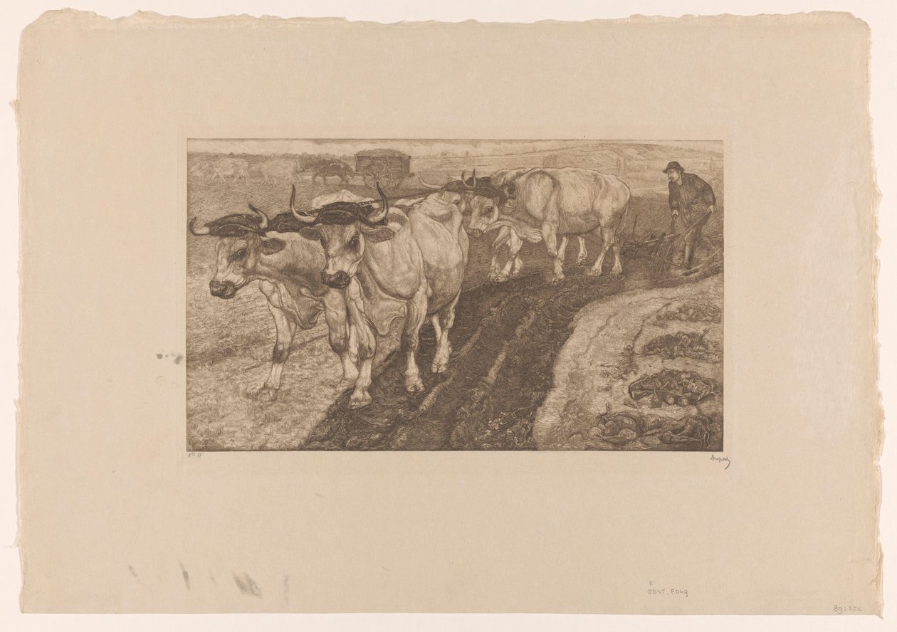 Four plowing oxen by Pieter Dupont (signed by artist)