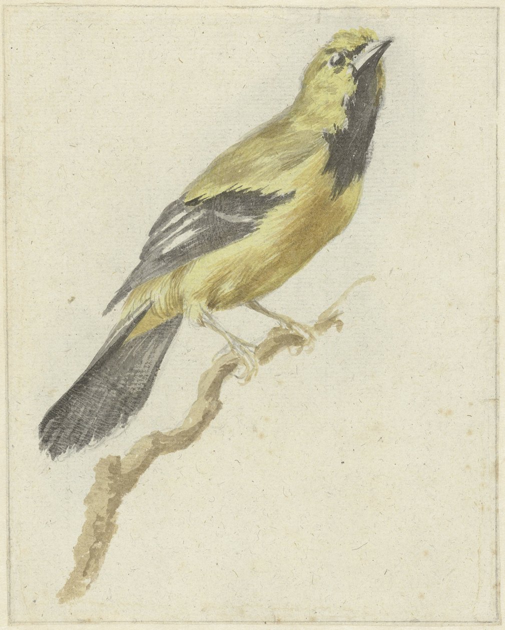 Yellow Oriole (Icterus nigrogularis) by Pieter Gevers