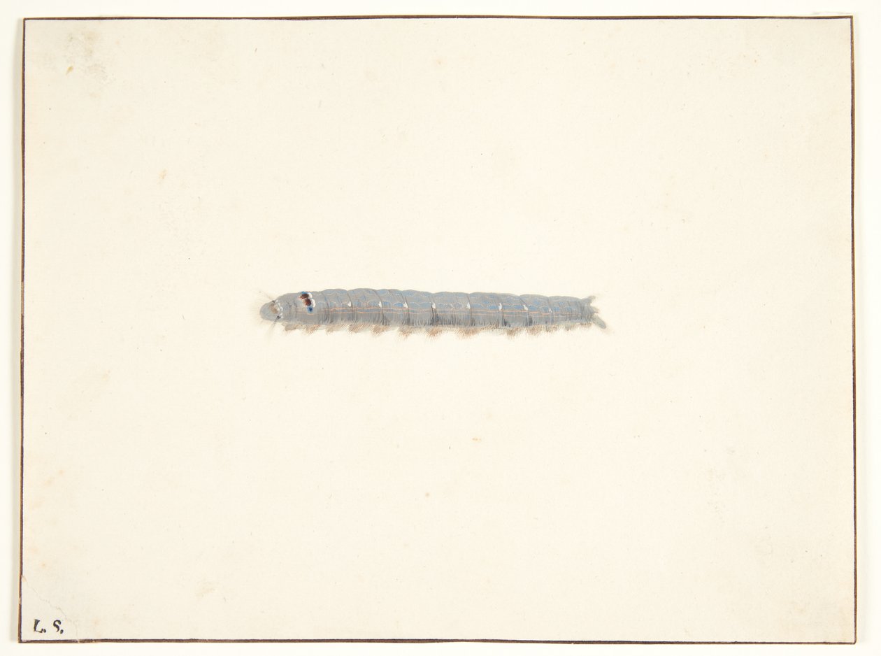 A Night Moth Larva by Pieter Holsteijn