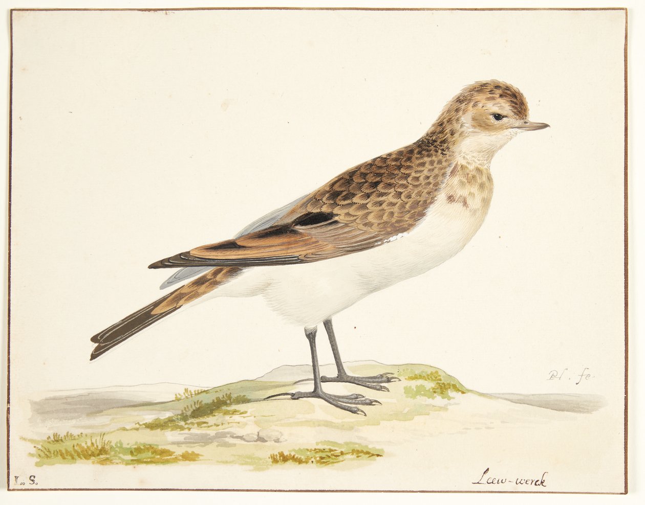 A Skylark (alauda arvensis) by Pieter Holsteijn