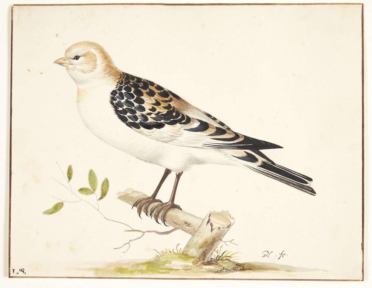 A Snow Bunting (Plectrophenax nivalis) by Pieter Holsteijn