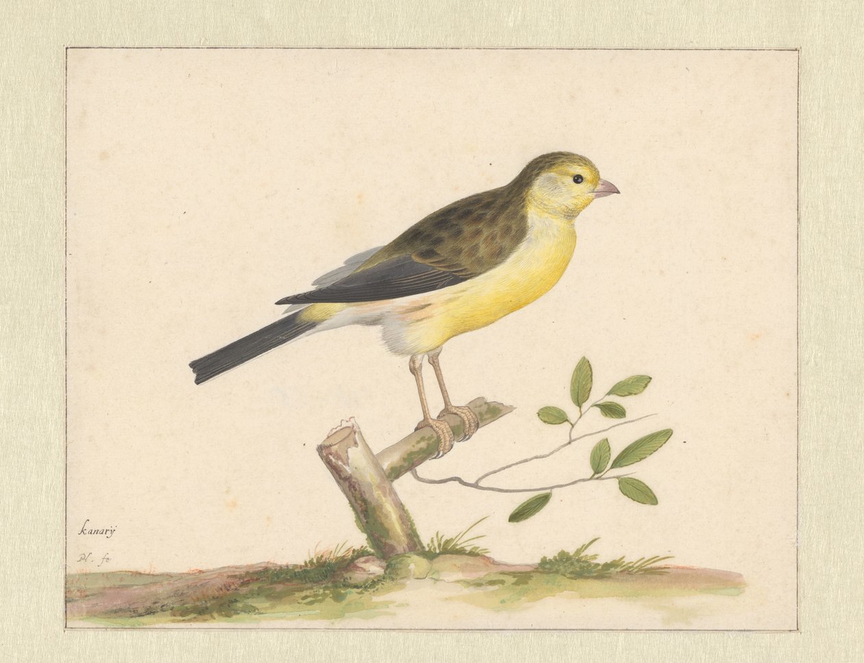 Wild Canary by Pieter Holsteyn (I)