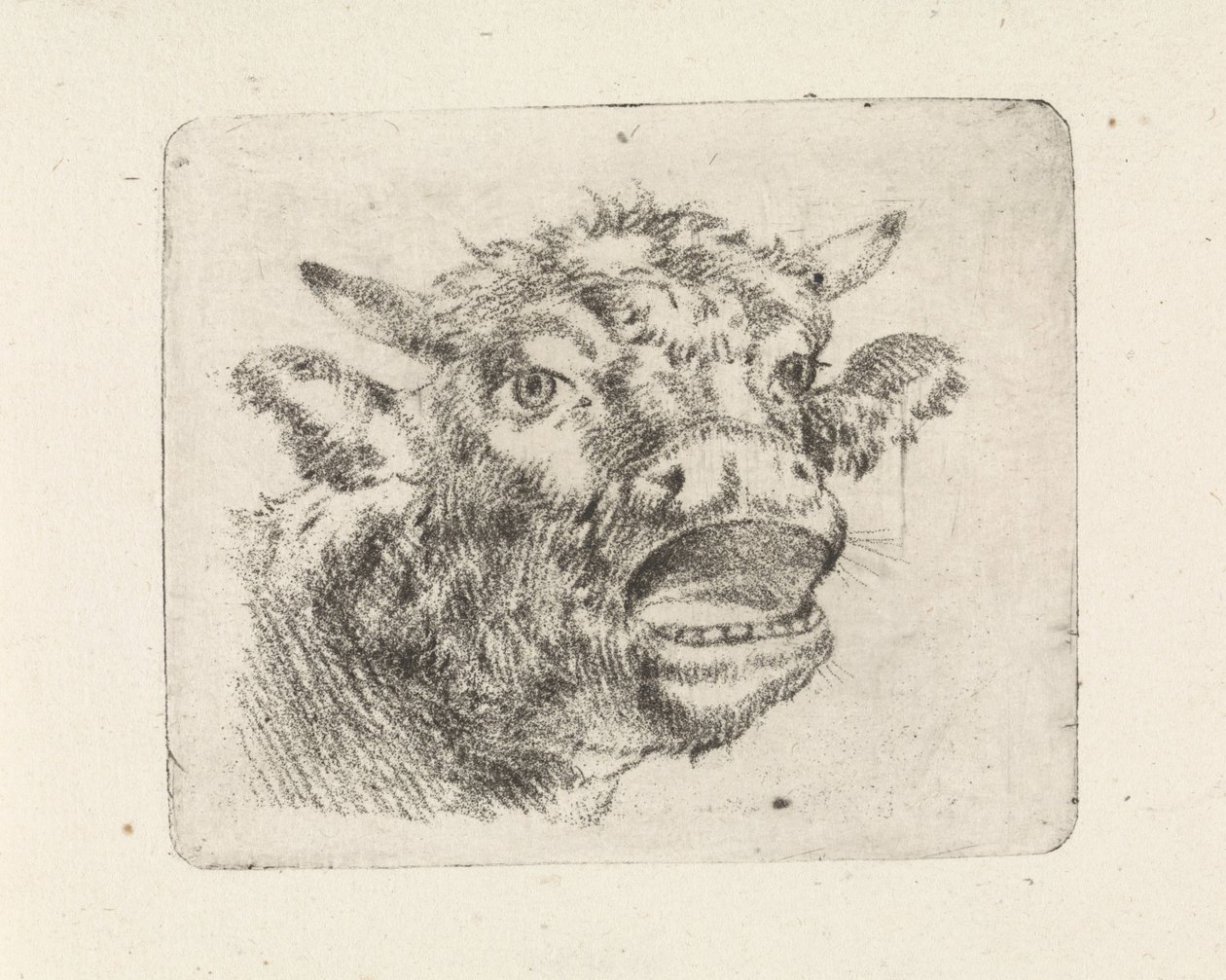 Cow