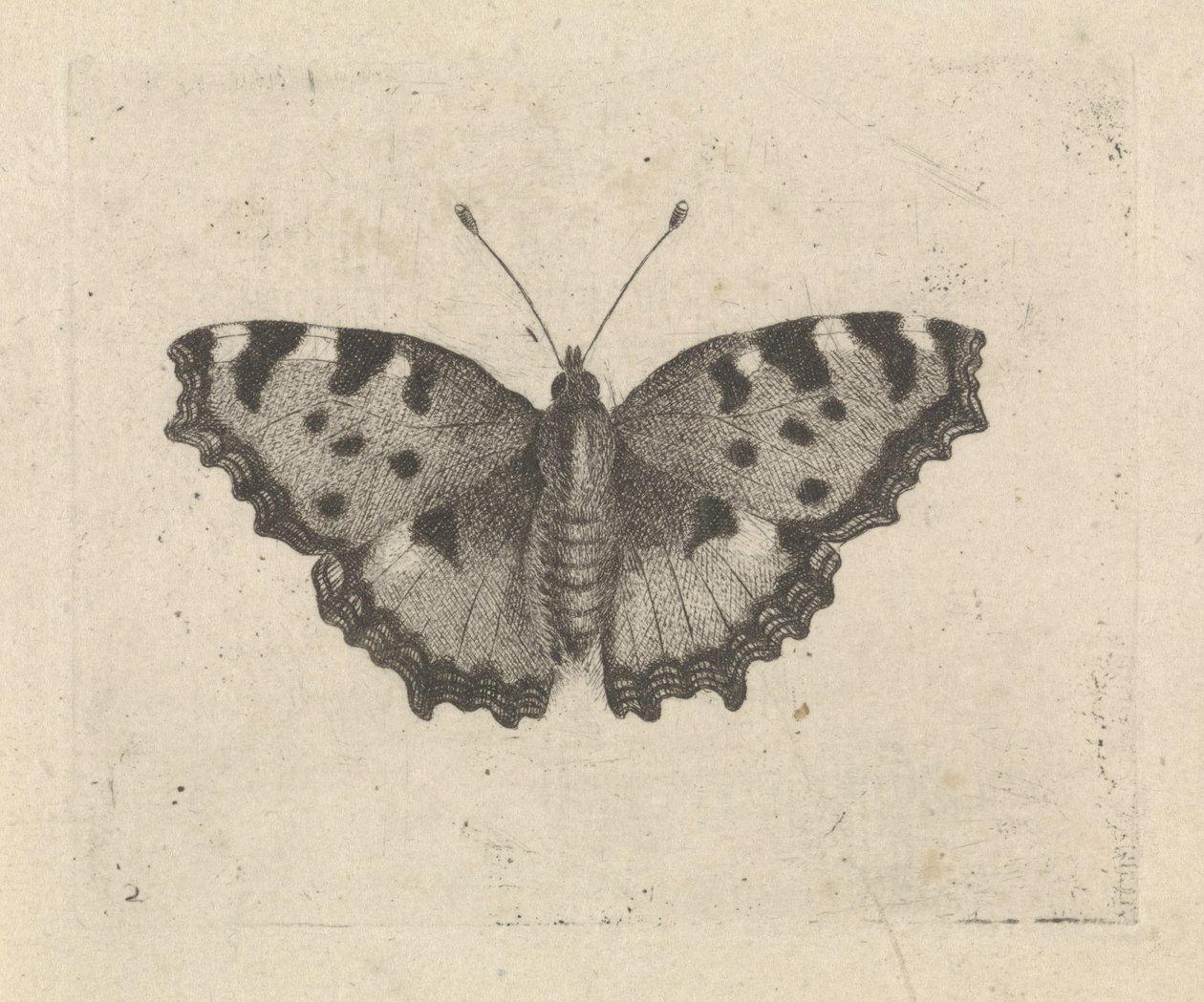 Butterfly by Pieter Lyonet