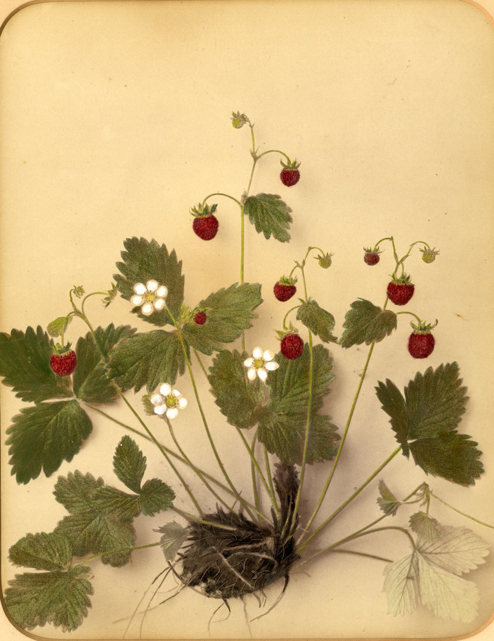 Wild Strawberry Flowers by Pietro Guidi