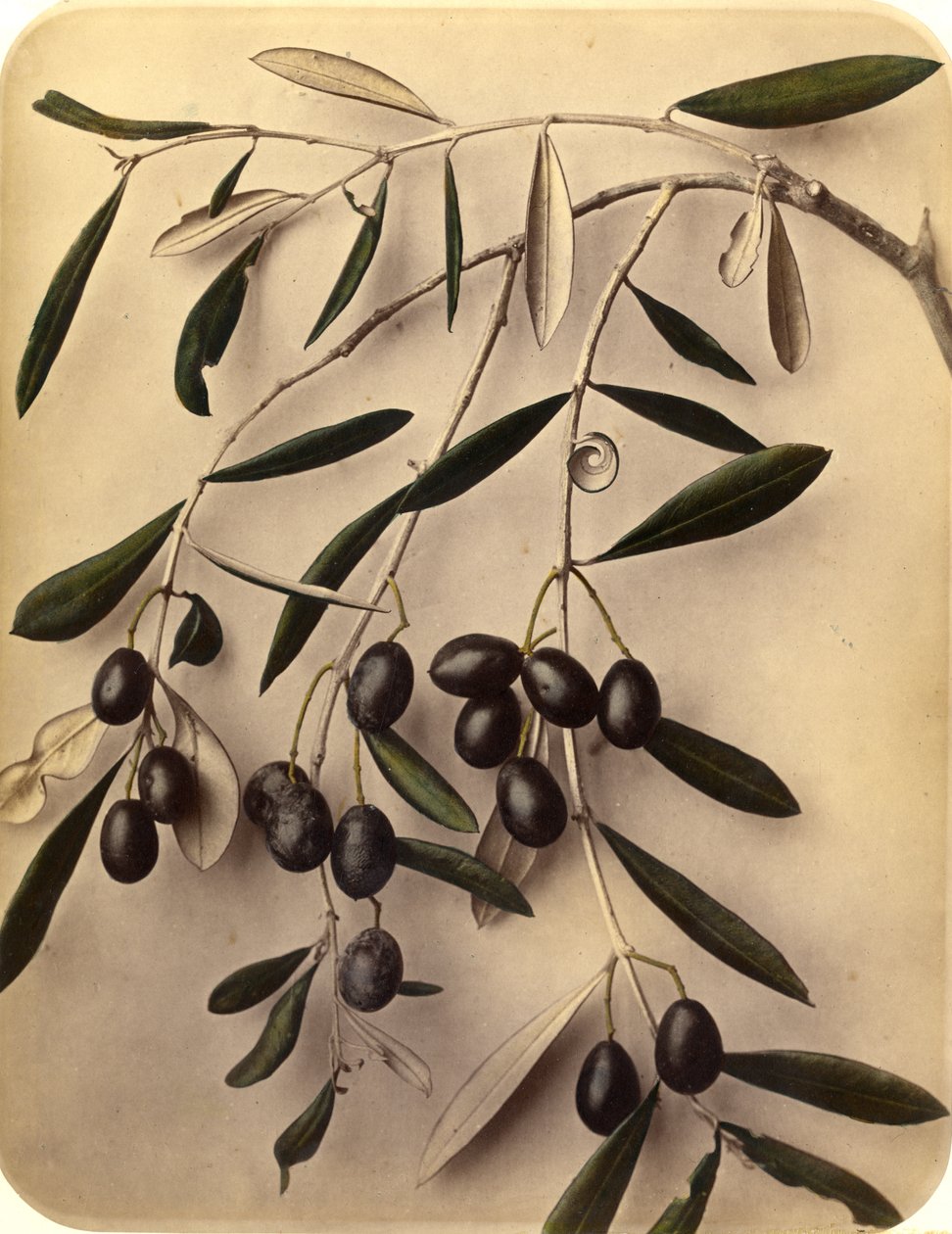 Olives by Pietro Guidi