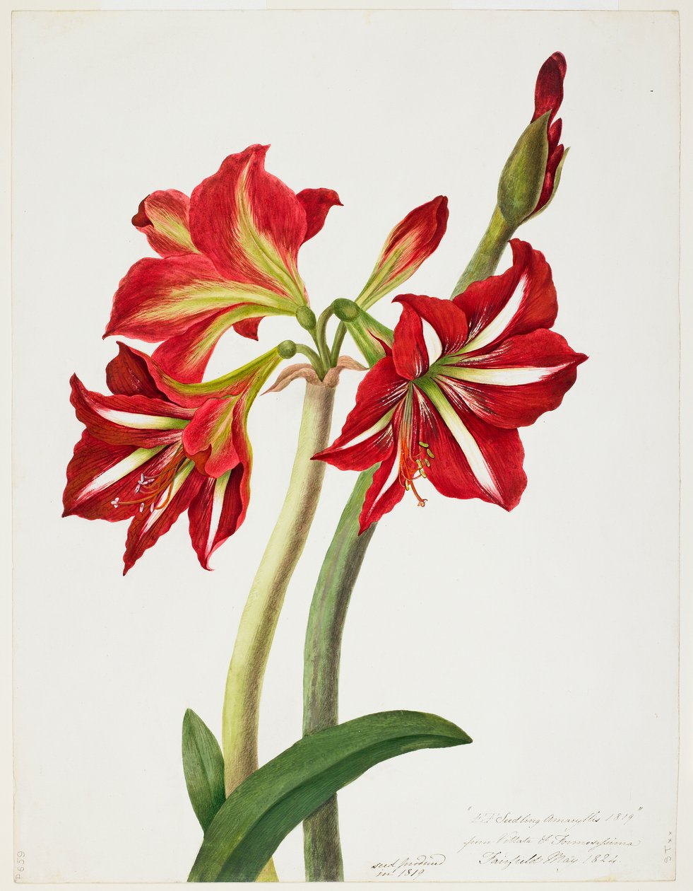 Seedling Amaryllus 1819 by Priscilla Susan Bury