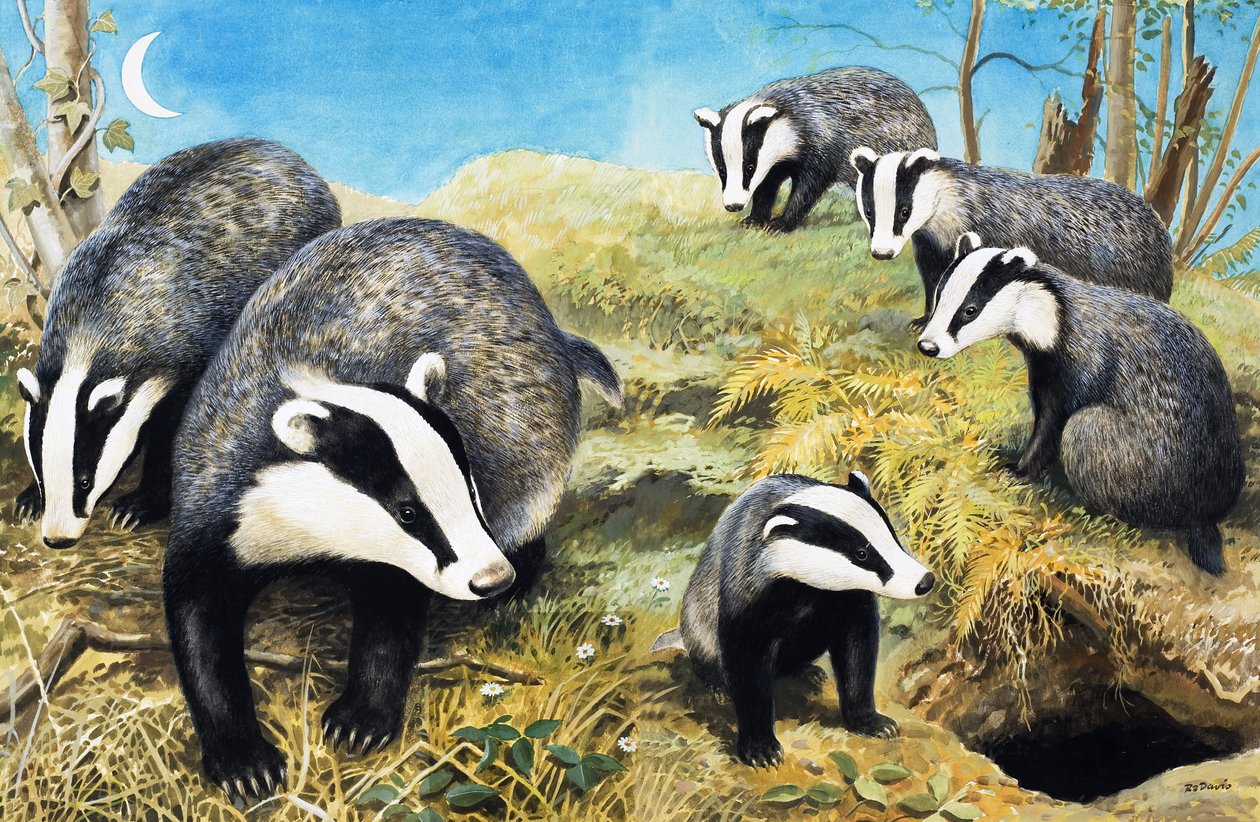 Badgers by R.B. Davis