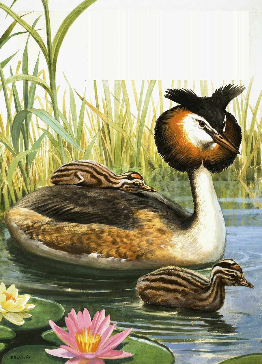 Great Crested Grebe by R.B. Davis