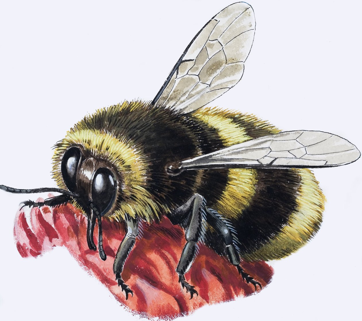 Honey Bee by R.B. Davis