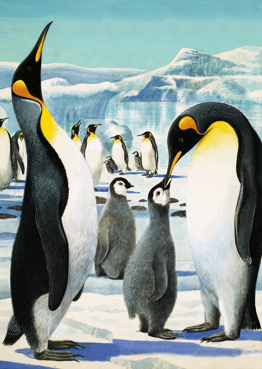 King Penguin by R.B. Davis