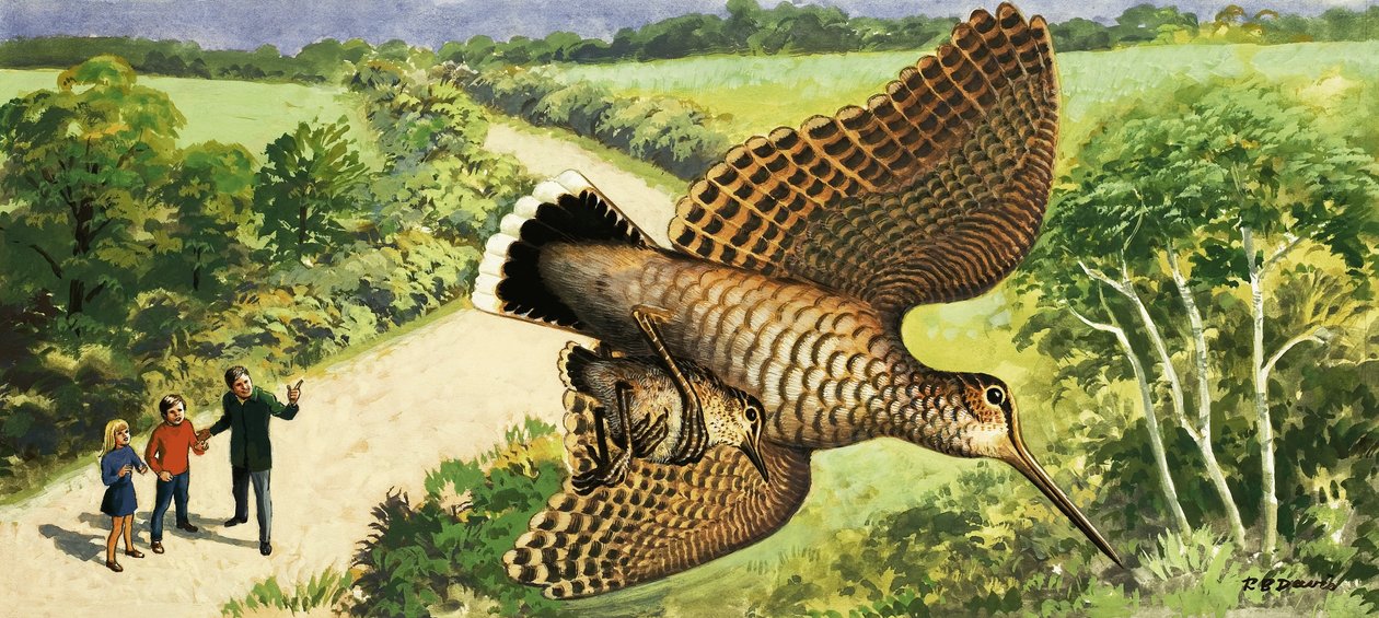Looking at Nature: The Woodcock by R.B. Davis