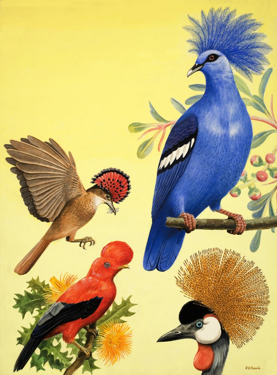 Nature Wonderland: Birds with Crowns by R.B. Davis