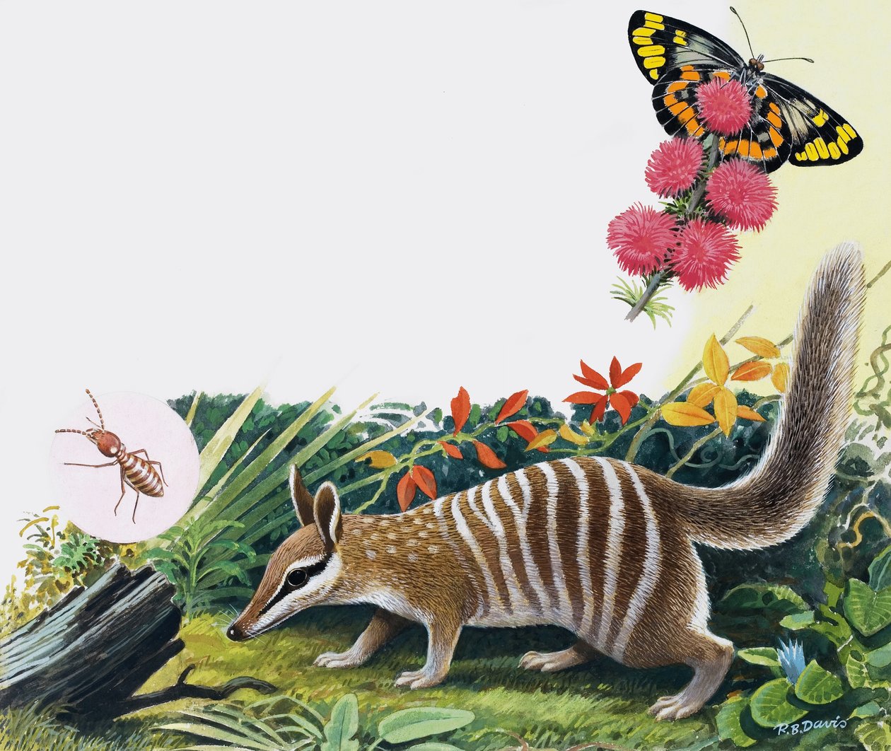 Numbat by R.B. Davis