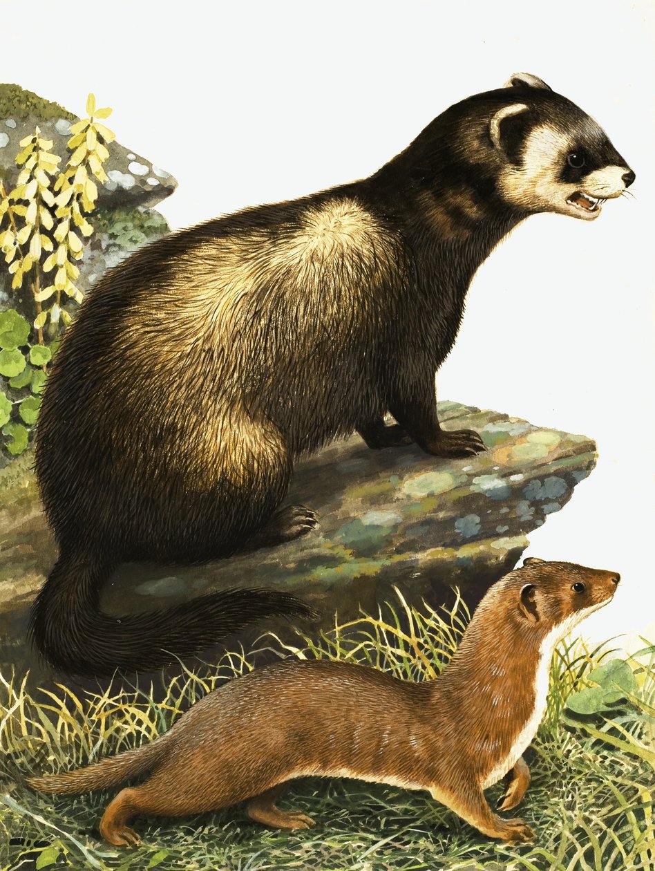 Polecat and Stoat by R.B. Davis