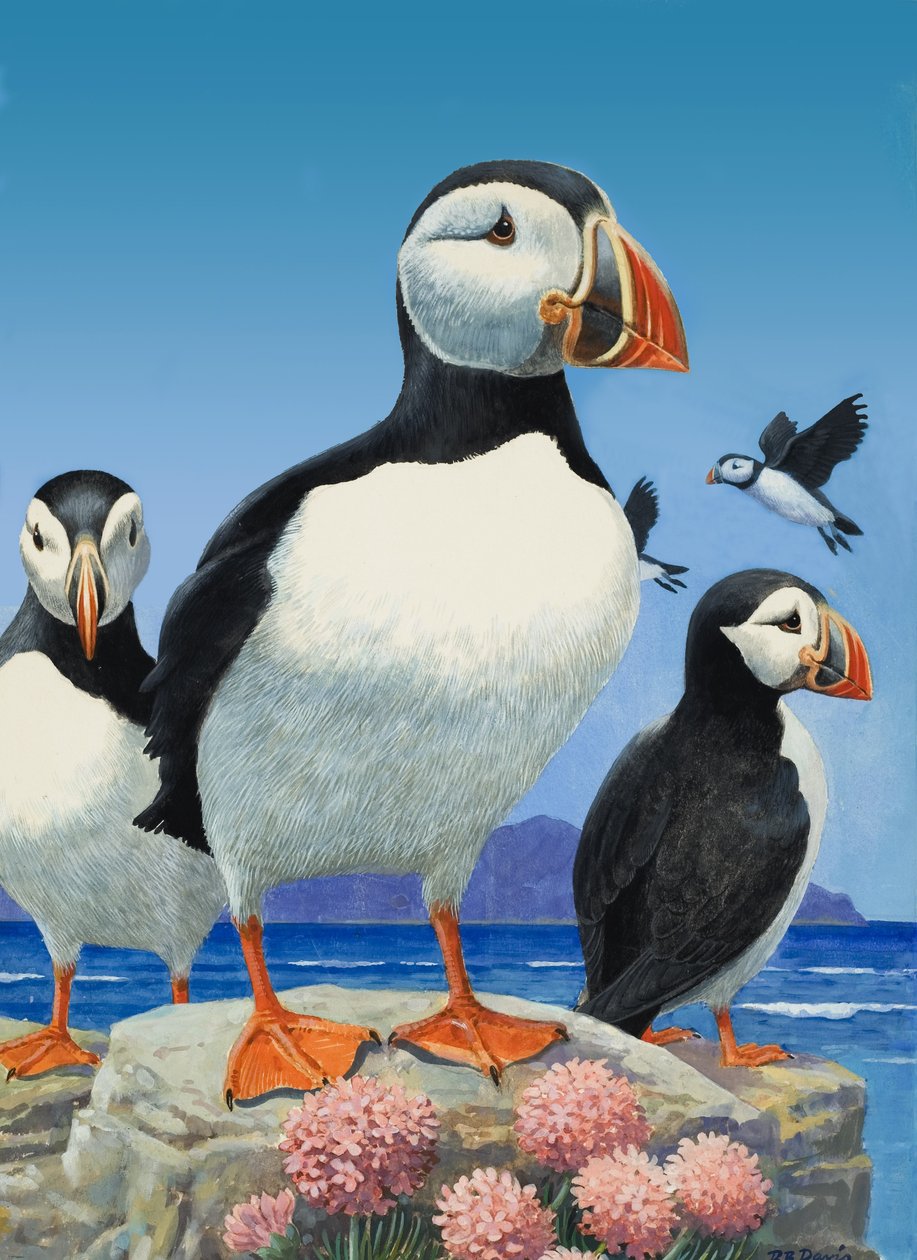 Puffins by R.B. Davis