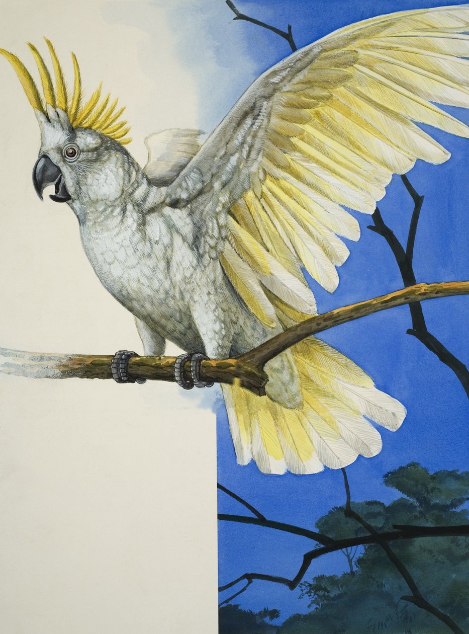 Sulphur-Crested Cockatoo by R.B. Davis