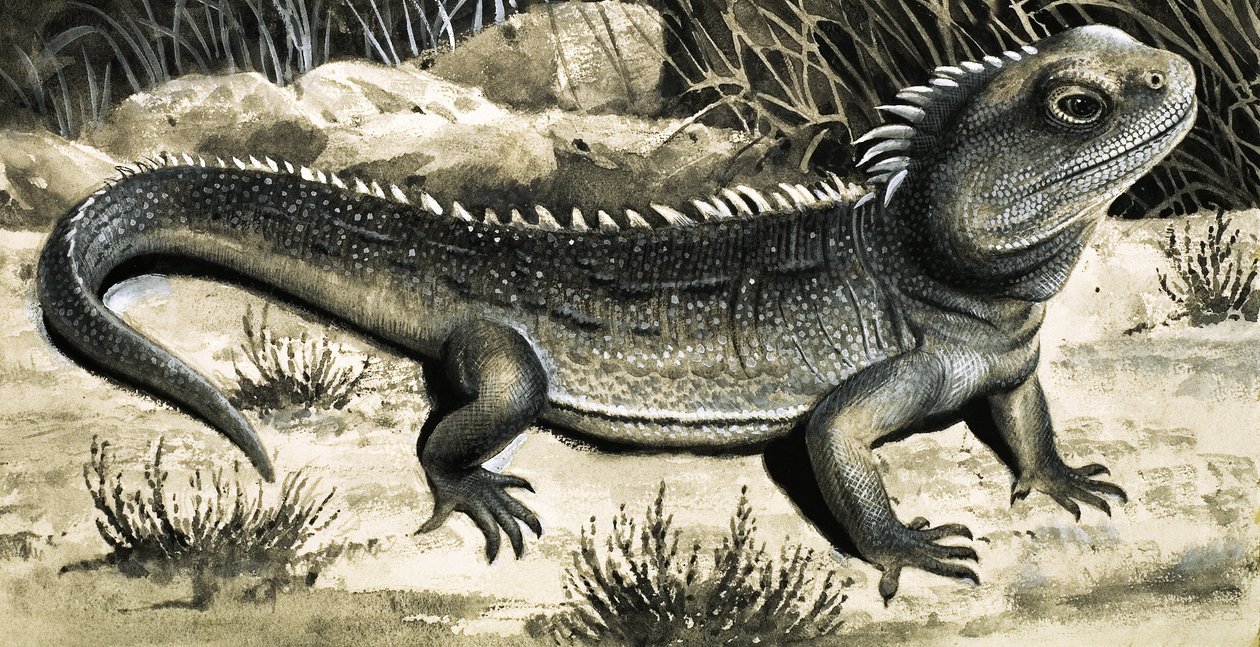 The Tuatara by R.B. Davis