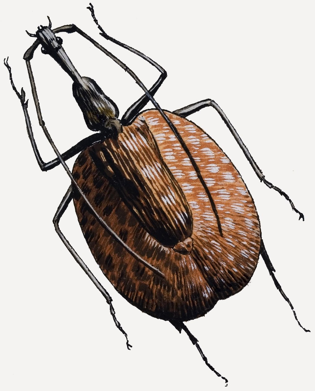 Weevil, of the Beetle Family by R.B. Davis
