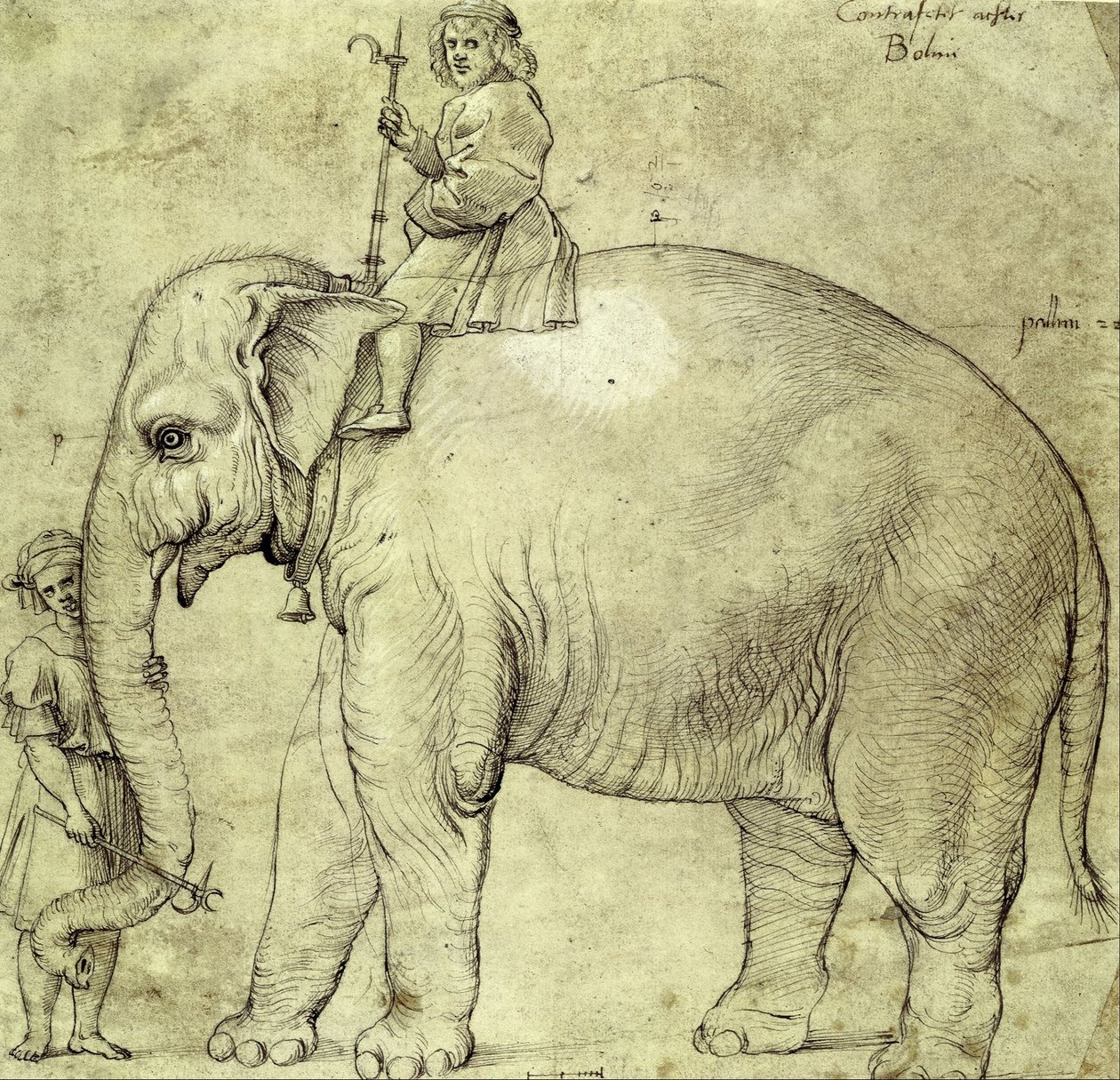 The Elephant Hanno by Raffaello Sanzio Raphael