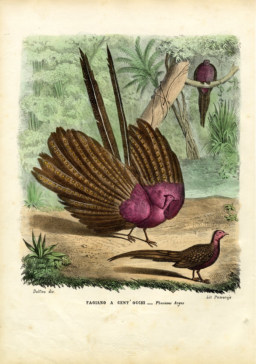 Argus Pheasant, 1863-79 by Raimundo Petraroja