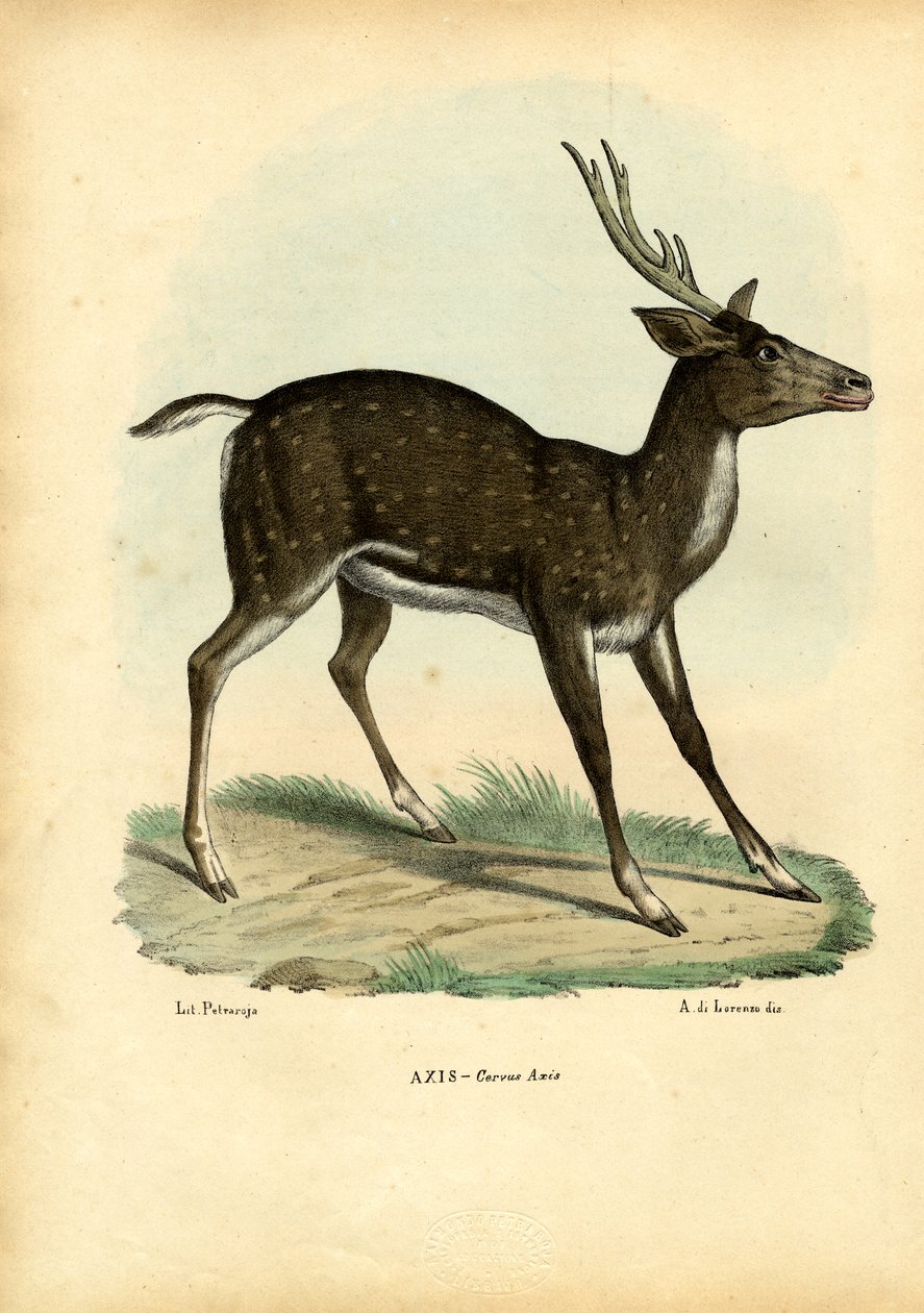 Axis Deer, 1863-79 by Raimundo Petraroja