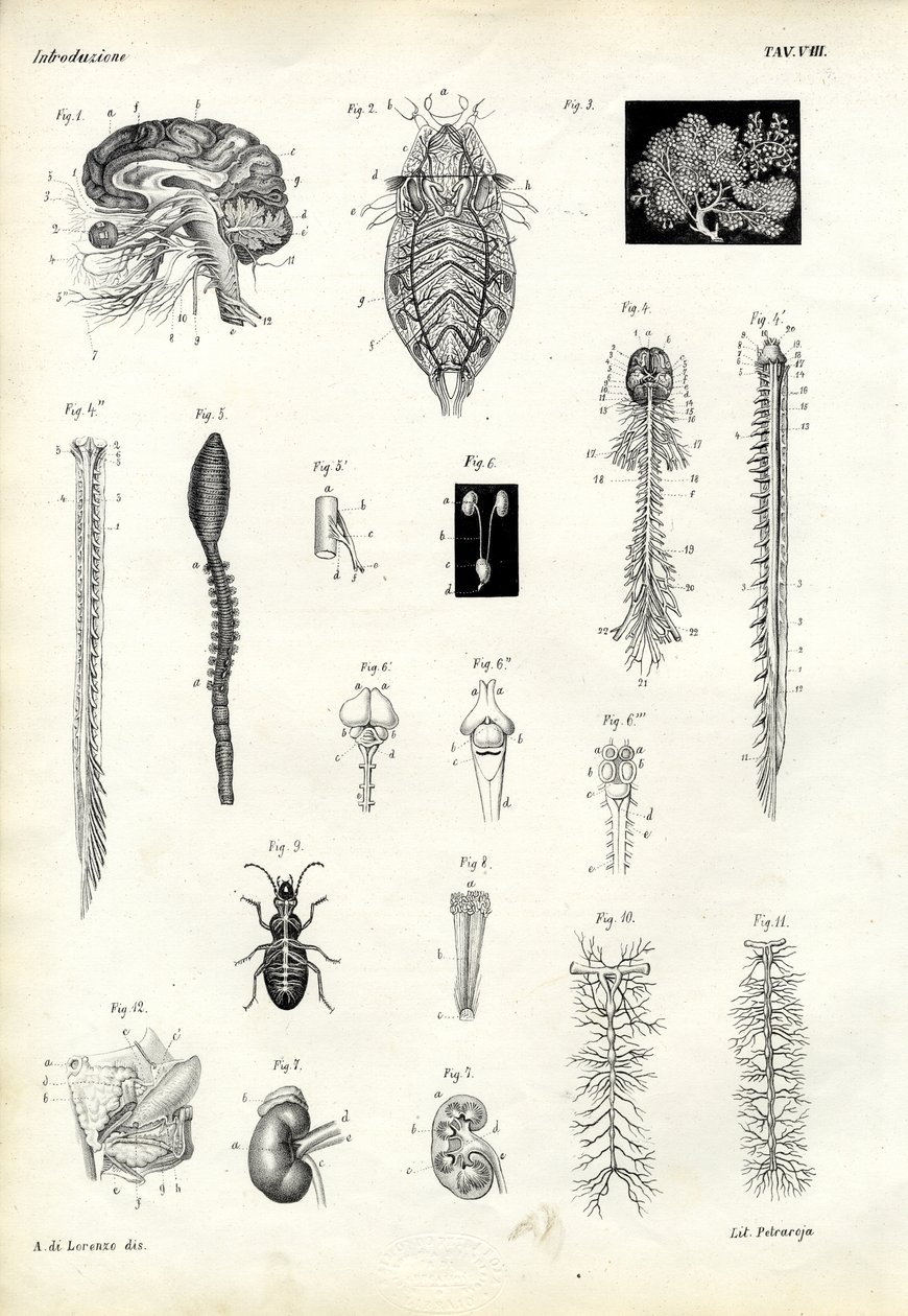 Backbones, 1863-79 by Raimundo Petraroja