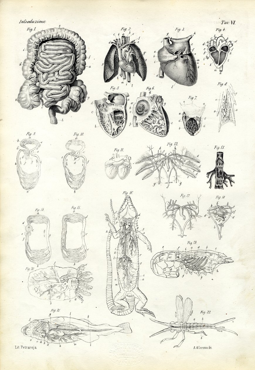 Blood System, 1863-79 by Raimundo Petraroja