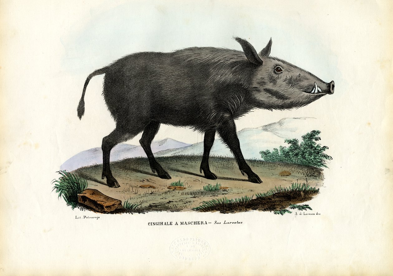 Bushpig, 1863-79 by Raimundo Petraroja