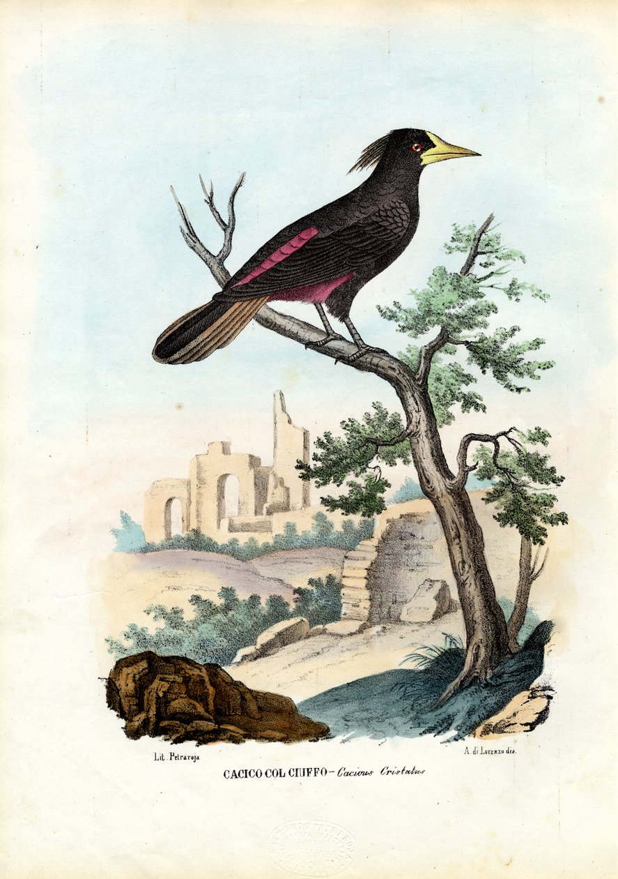Cacique, 1863-79 by Raimundo Petraroja