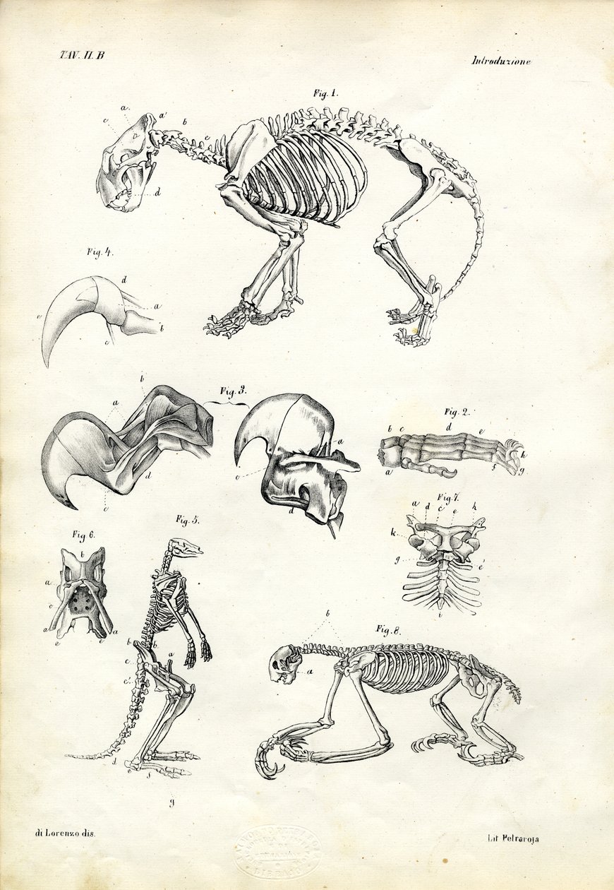 Cat, 1863-79 by Raimundo Petraroja