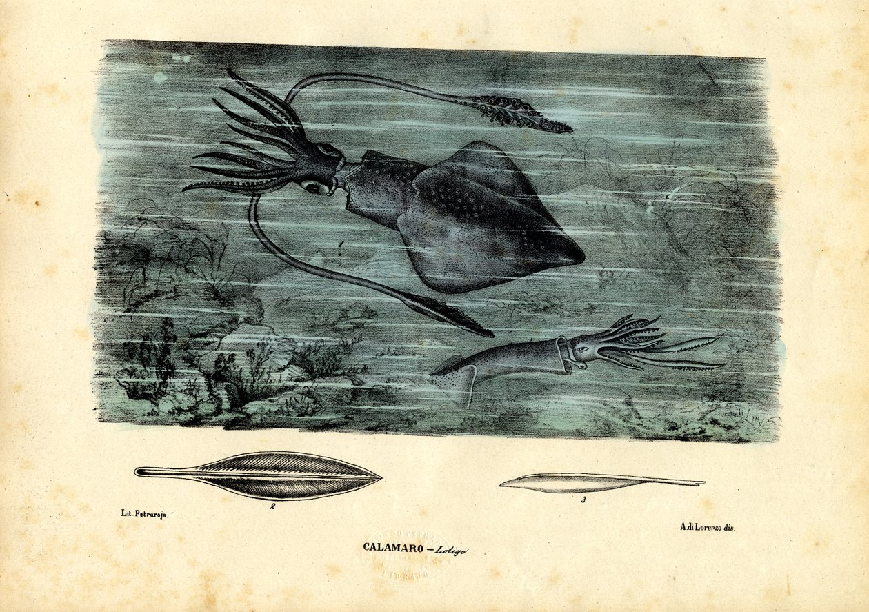 Cephalopods by Raimundo Petraroja