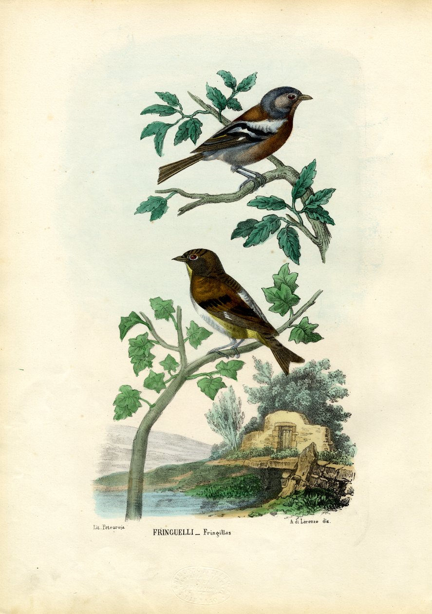 Chaffinch, 1863-79 by Raimundo Petraroja