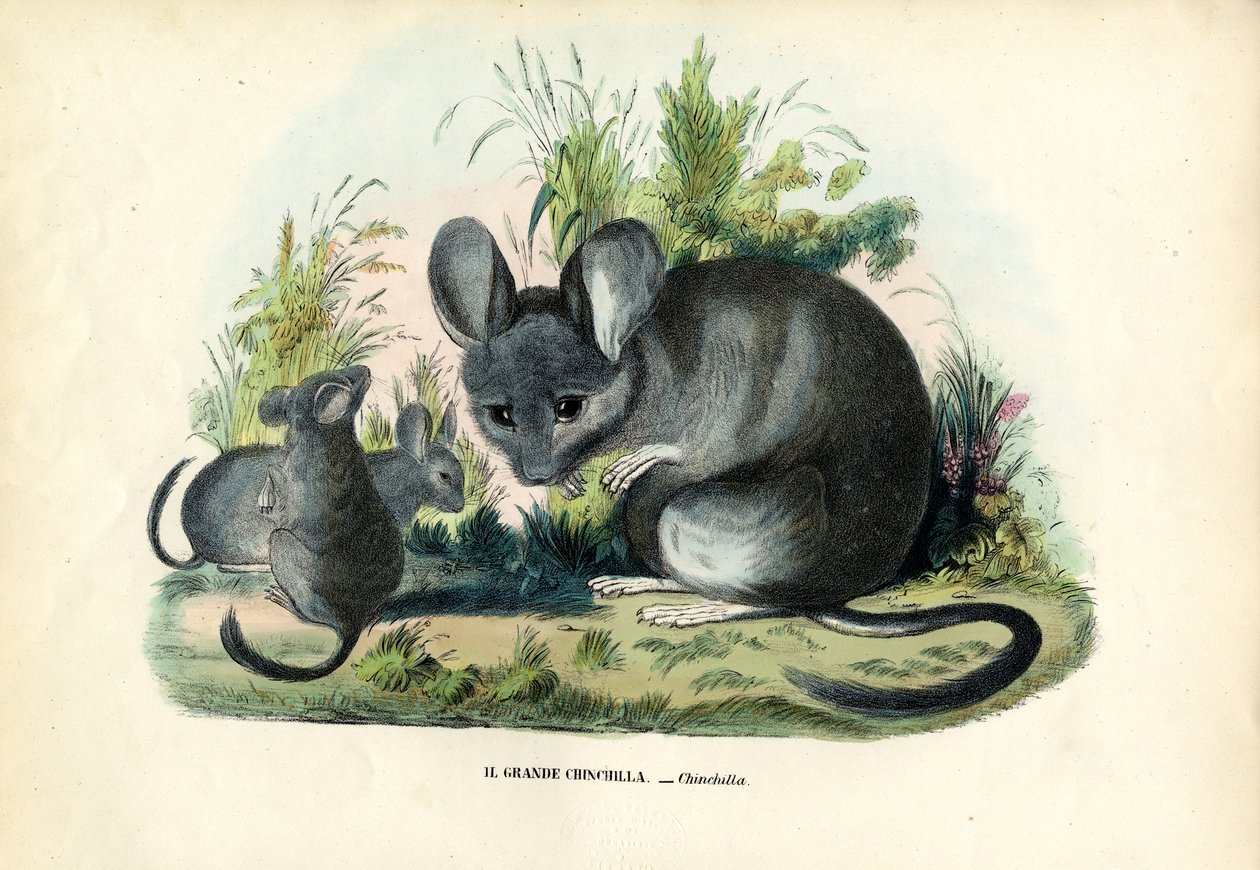 Chinchilla, 1863-79 by Raimundo Petraroja